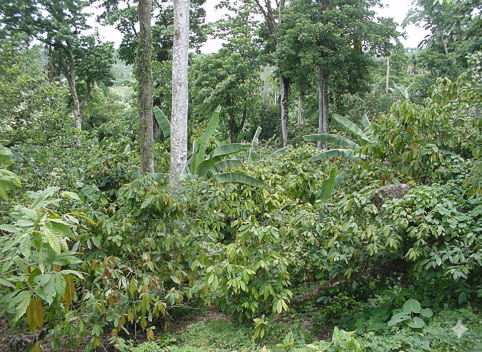 Áreas verdes en el residencial