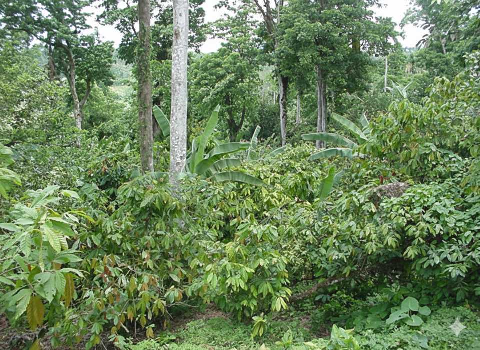 Áreas verdes en el residencial